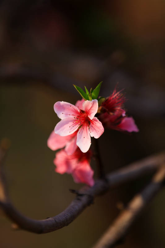 春日桃花绽放图片
