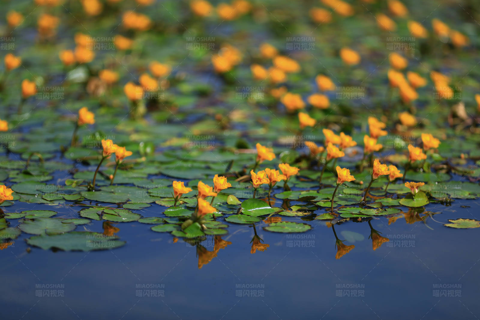南京琵琶湖的荇菜花图片