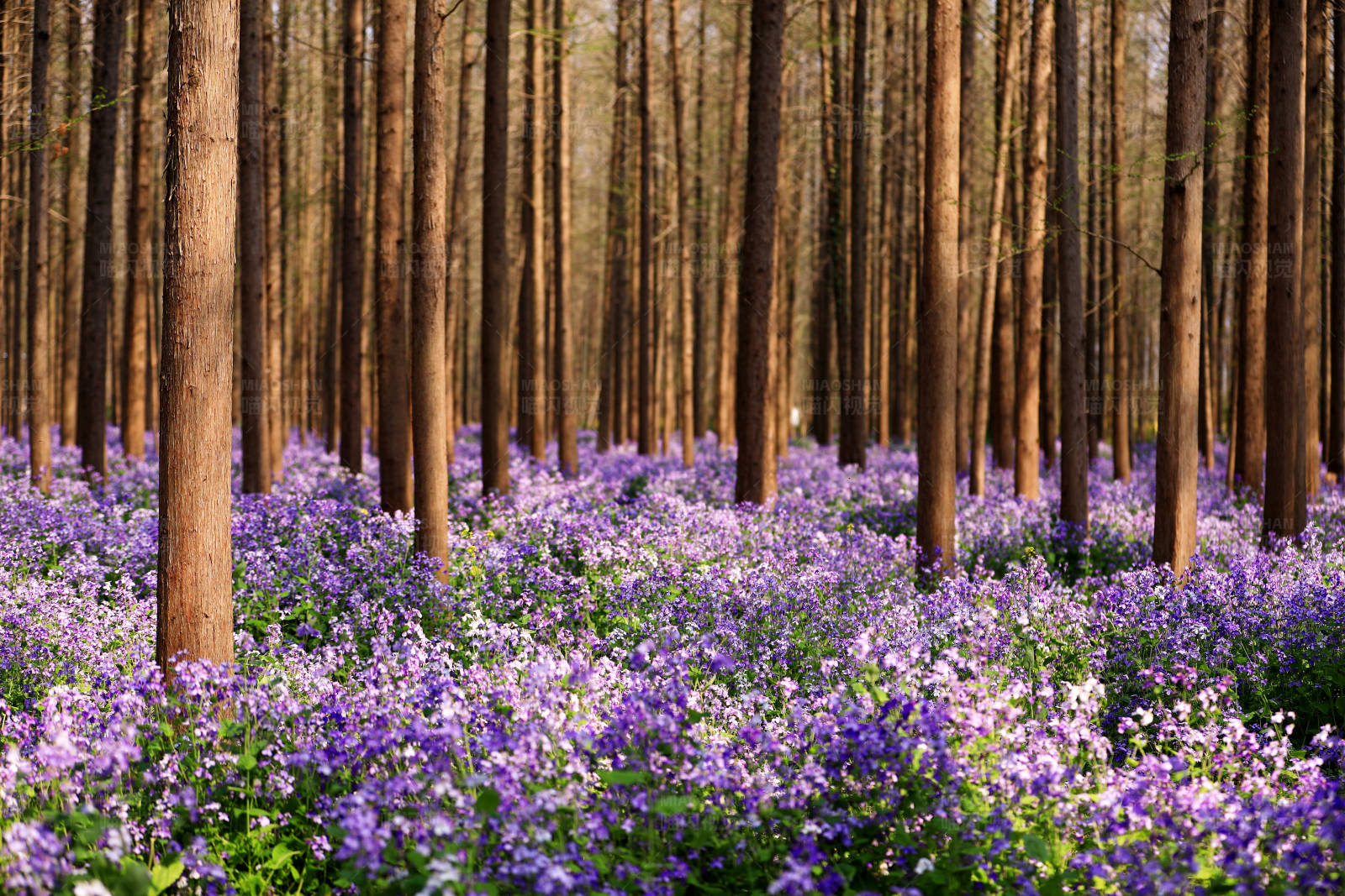 森林花海图片