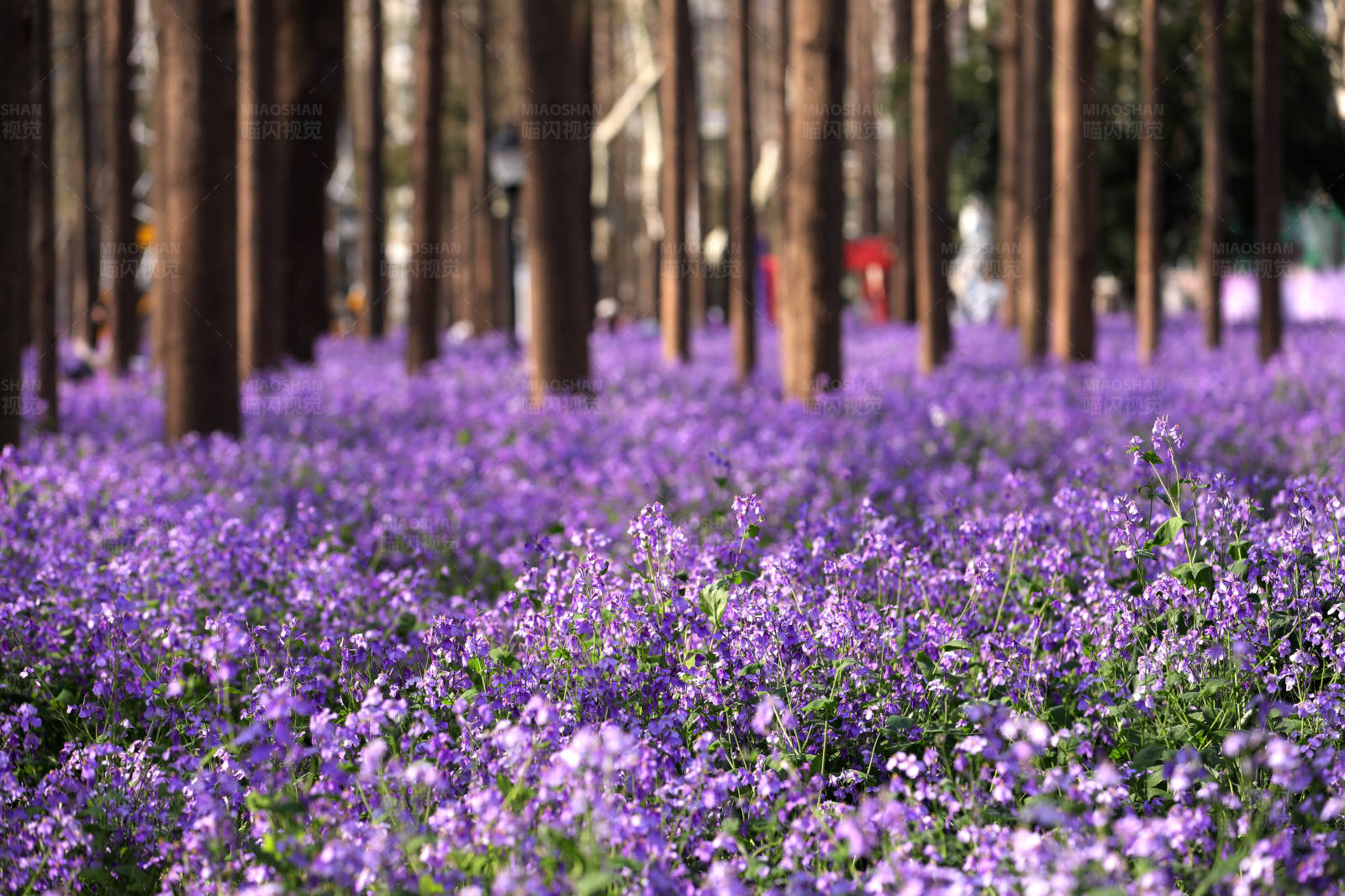 紫色花海与森林图片