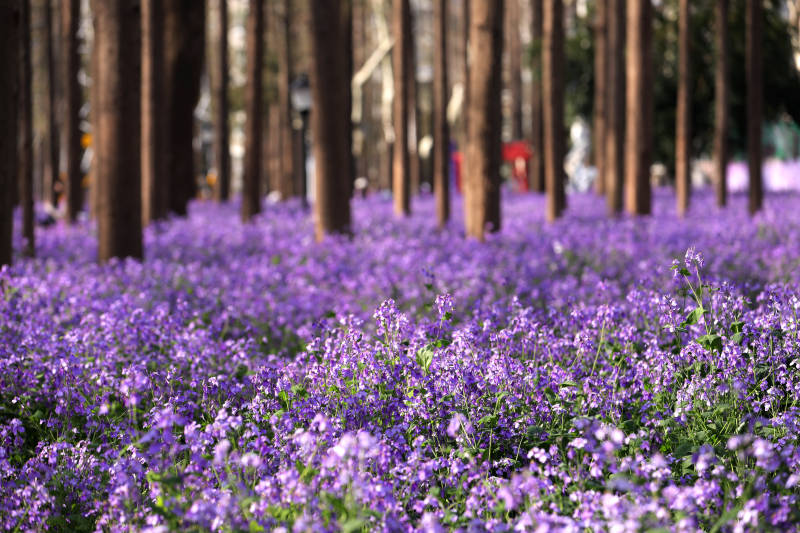 紫色花海与森林图片