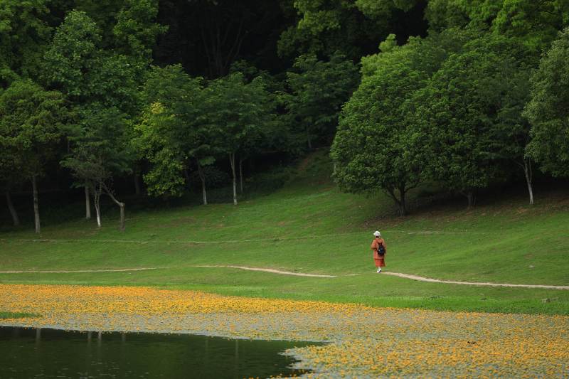漫步在开满荇菜花的南京琵琶湖湖畔图片