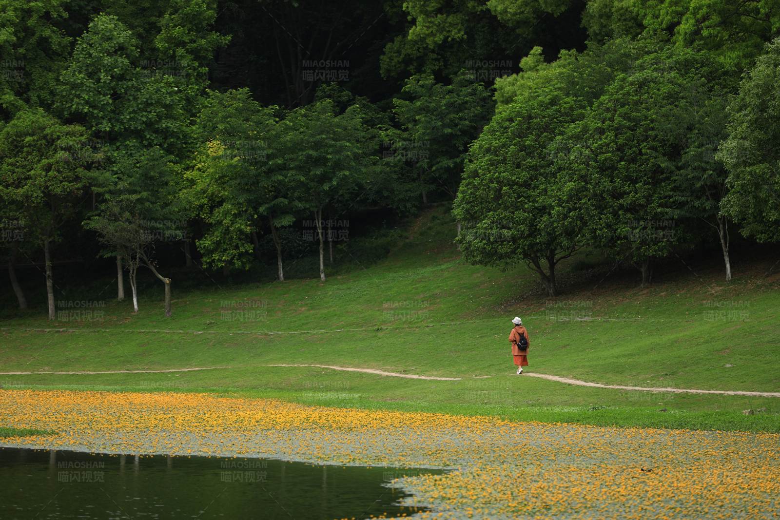 漫步在开满荇菜花的南京琵琶湖湖畔图片