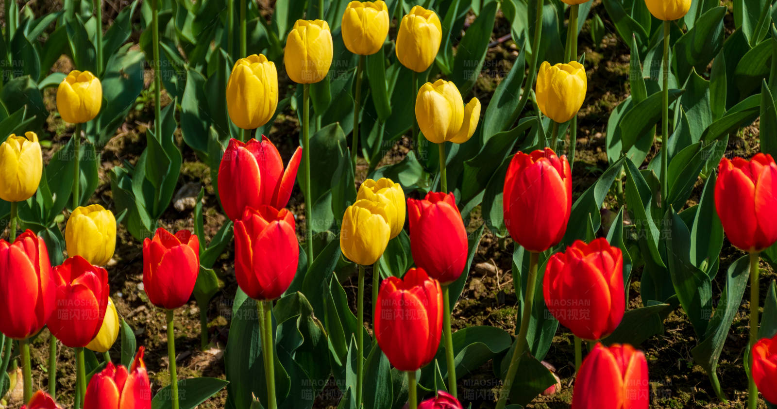 郁金香花田图片