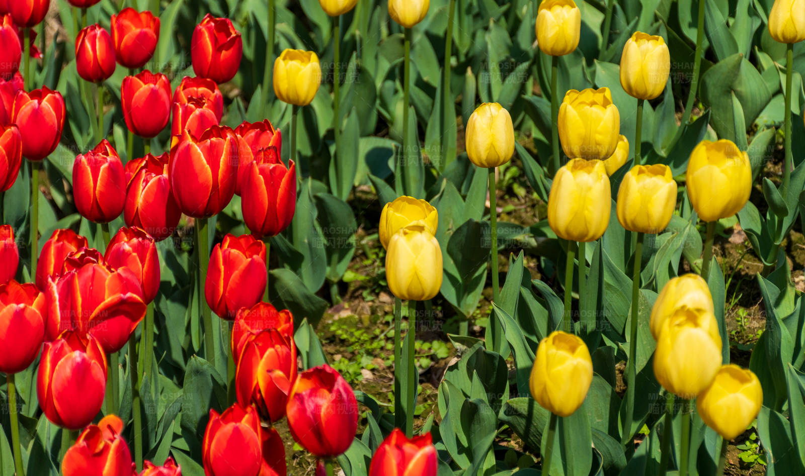 红黄郁金香花海图片