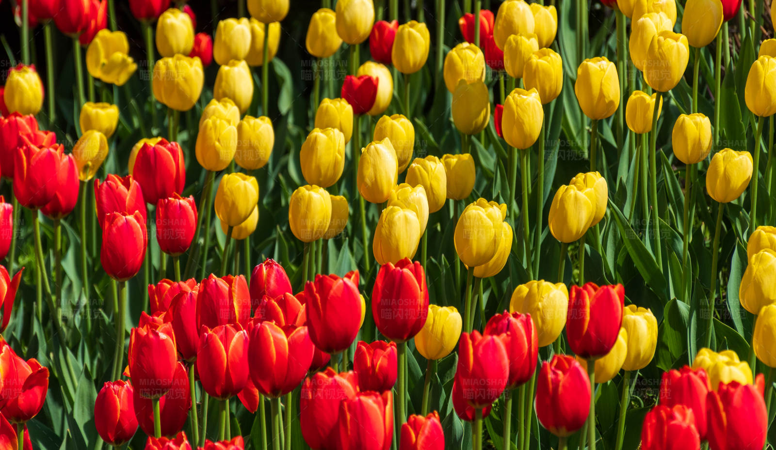 郁金香花海图片
