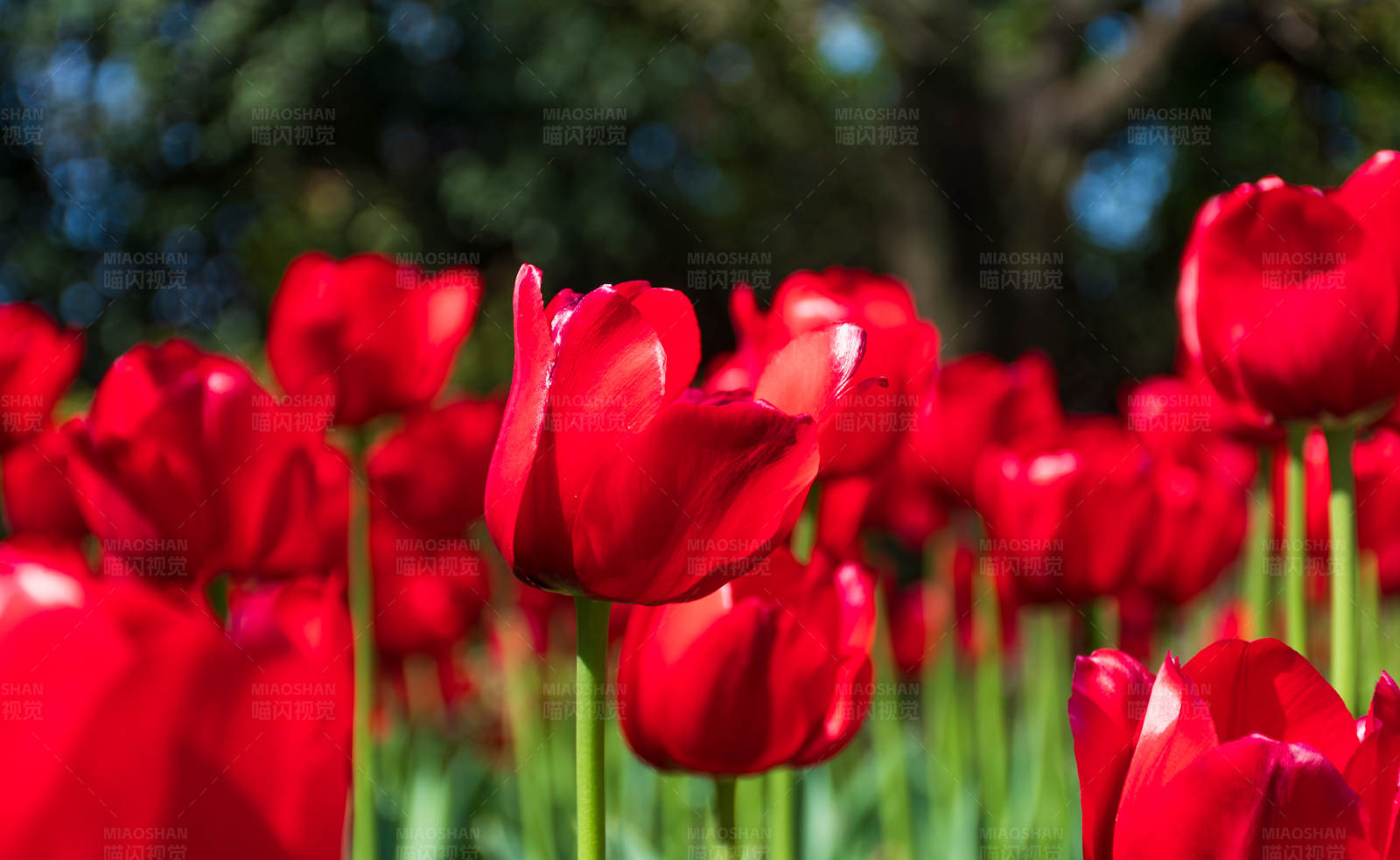 红色郁金香花海图片