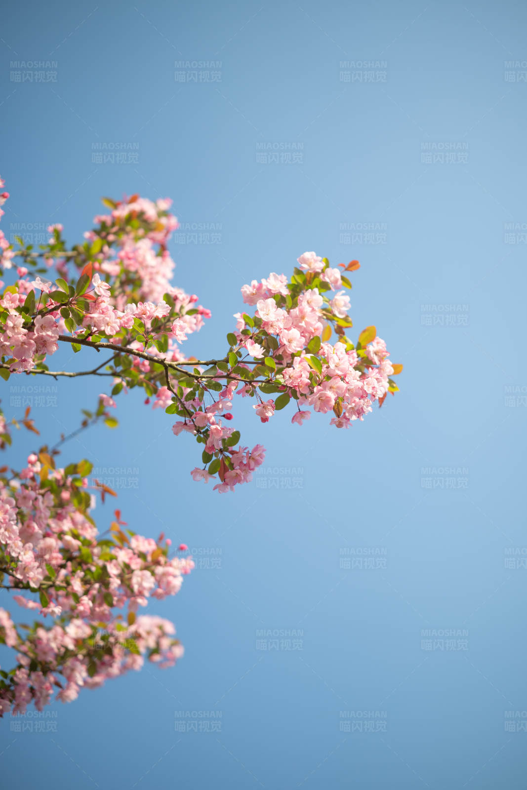 春日海棠花绽放图片