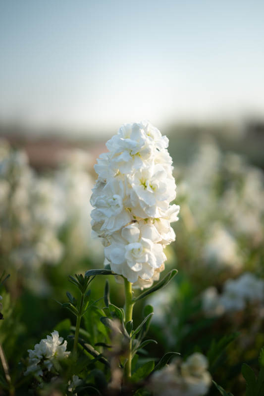 白色花海中的孤独花朵图片