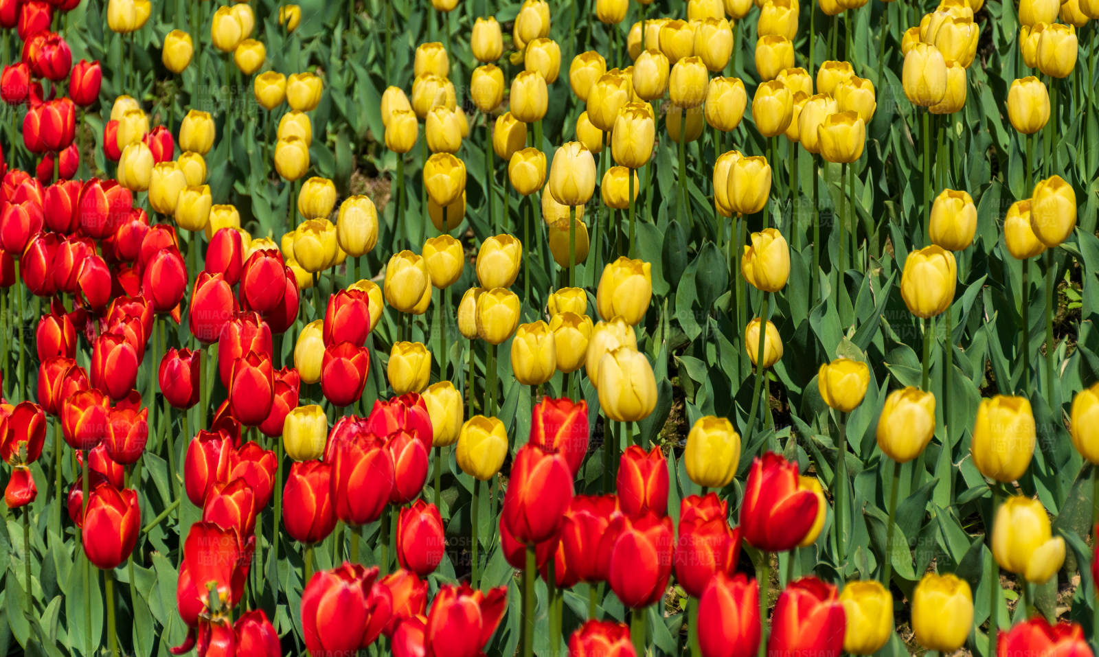 红黄郁金香花海图片