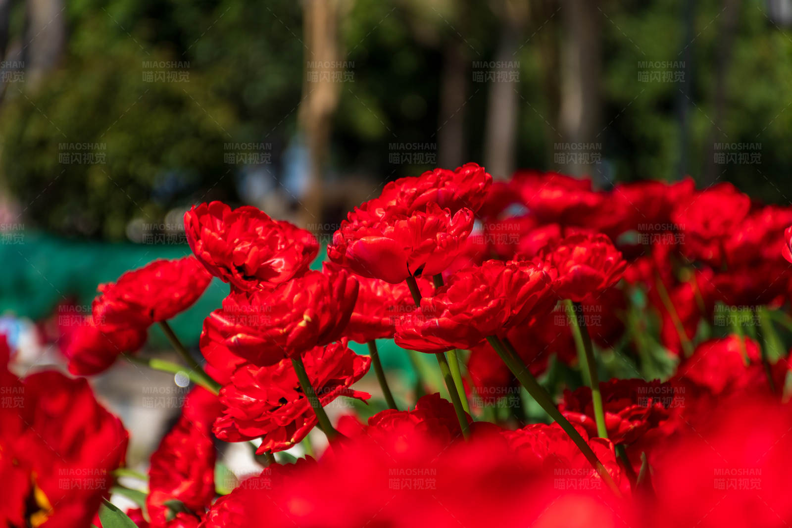 红色花朵盛开图片