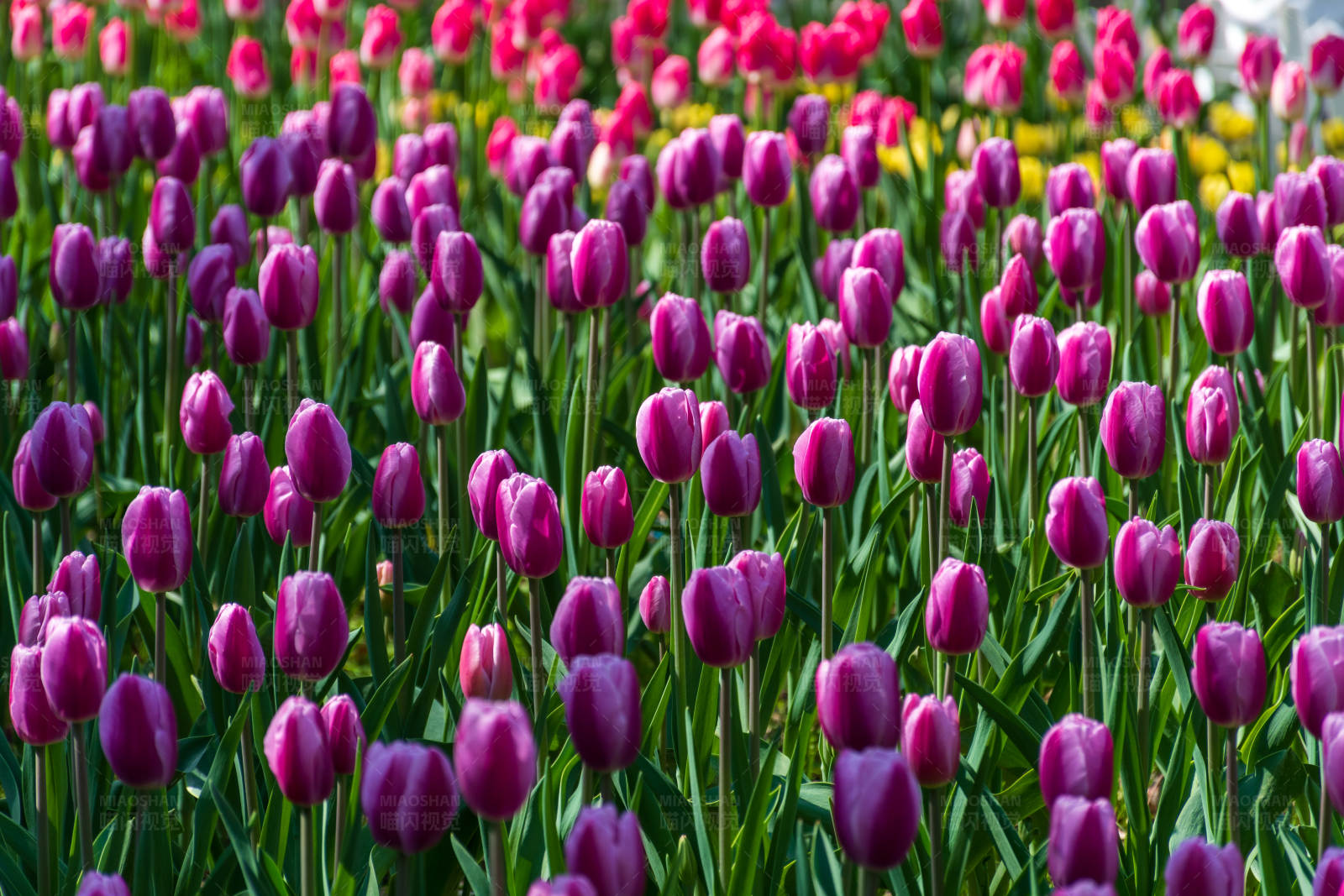 紫色郁金香花海图片