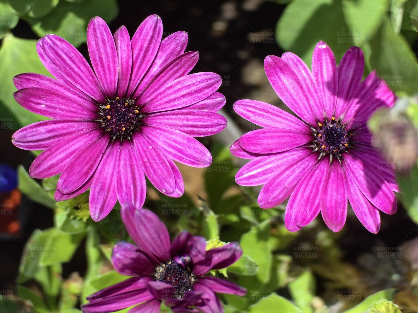 紫色花朵绽放图片