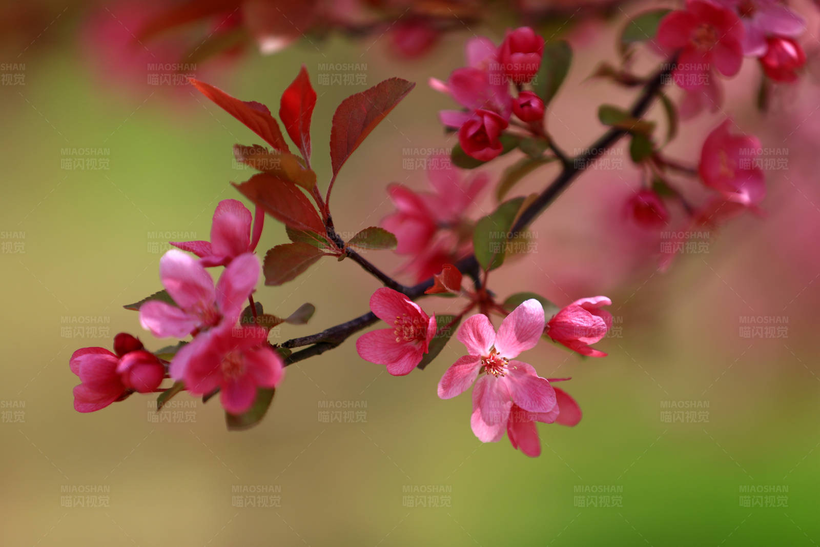 春日海棠花开图片