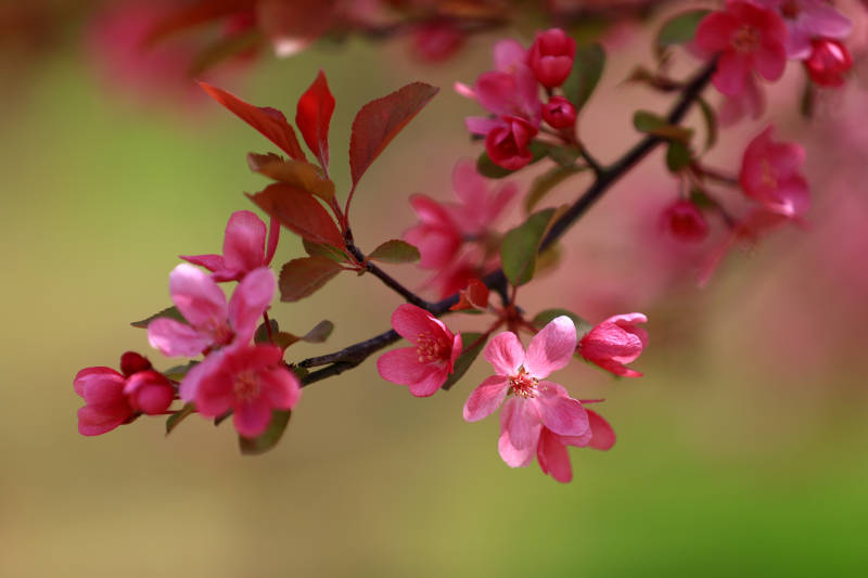春日海棠花开图片