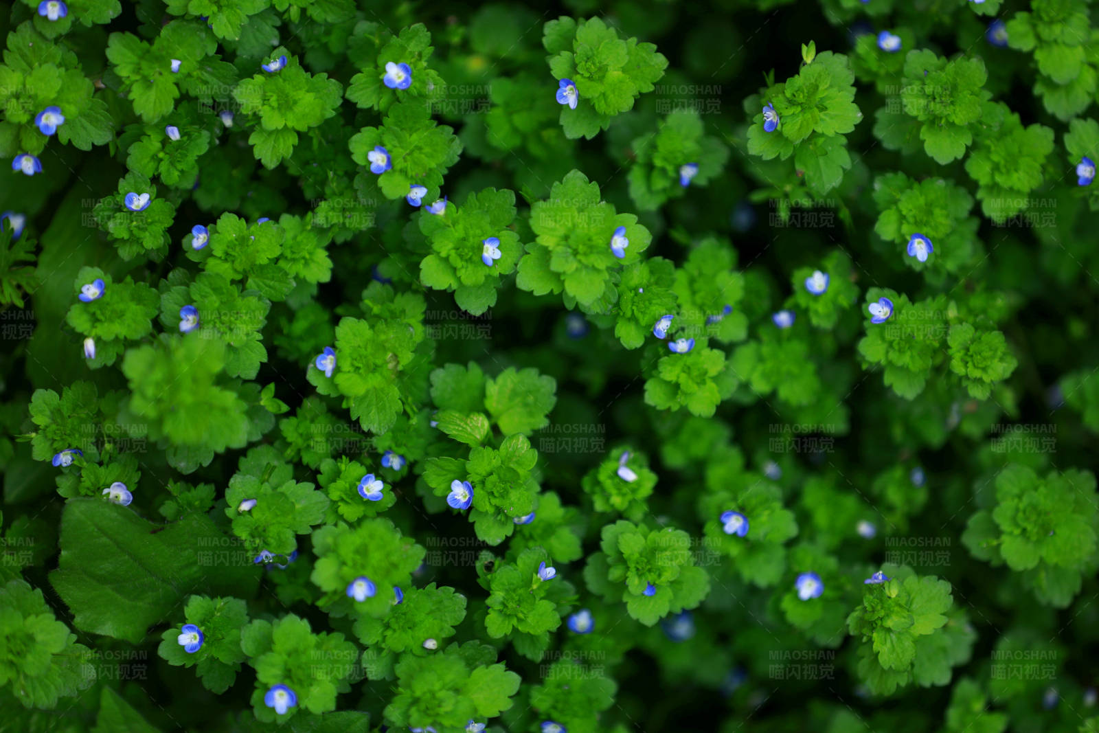 绿叶间的蓝色小花图片