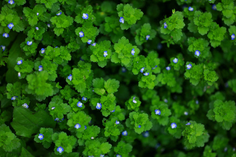 绿叶间的蓝色小花图片