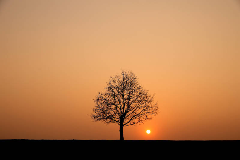 南京孤树夕阳图片