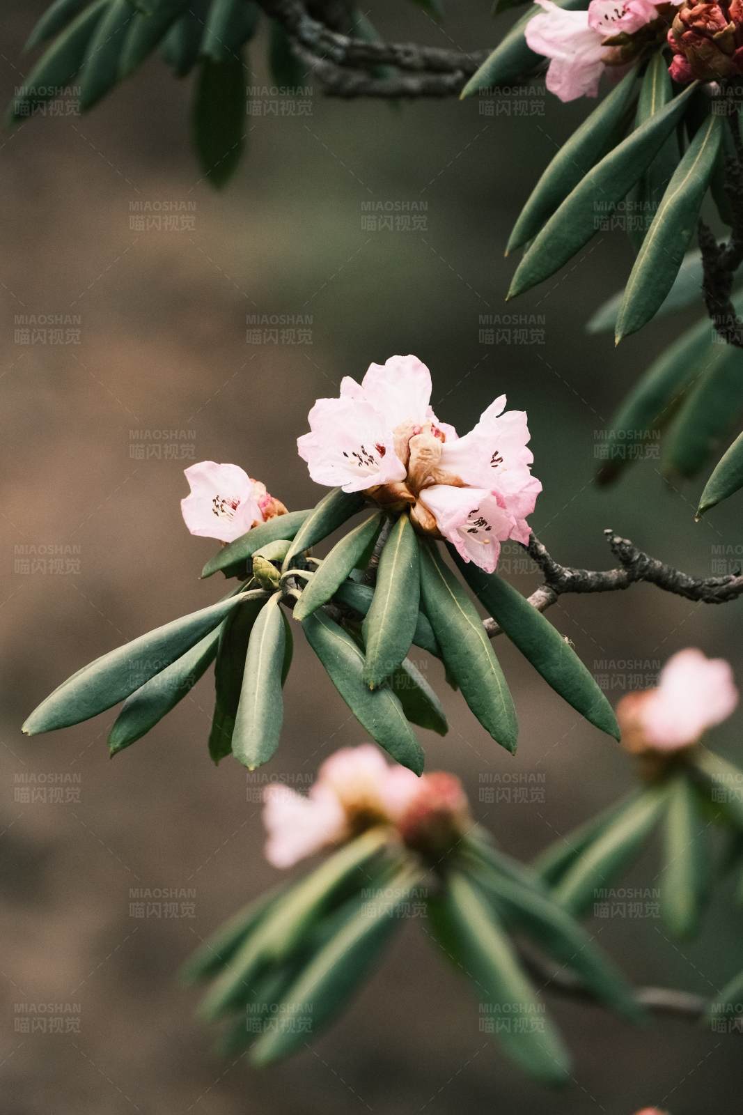 商洛镇安木王山高山杜鹃花图片