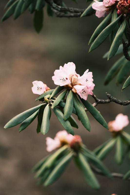 商洛镇安木王山高山杜鹃花图片