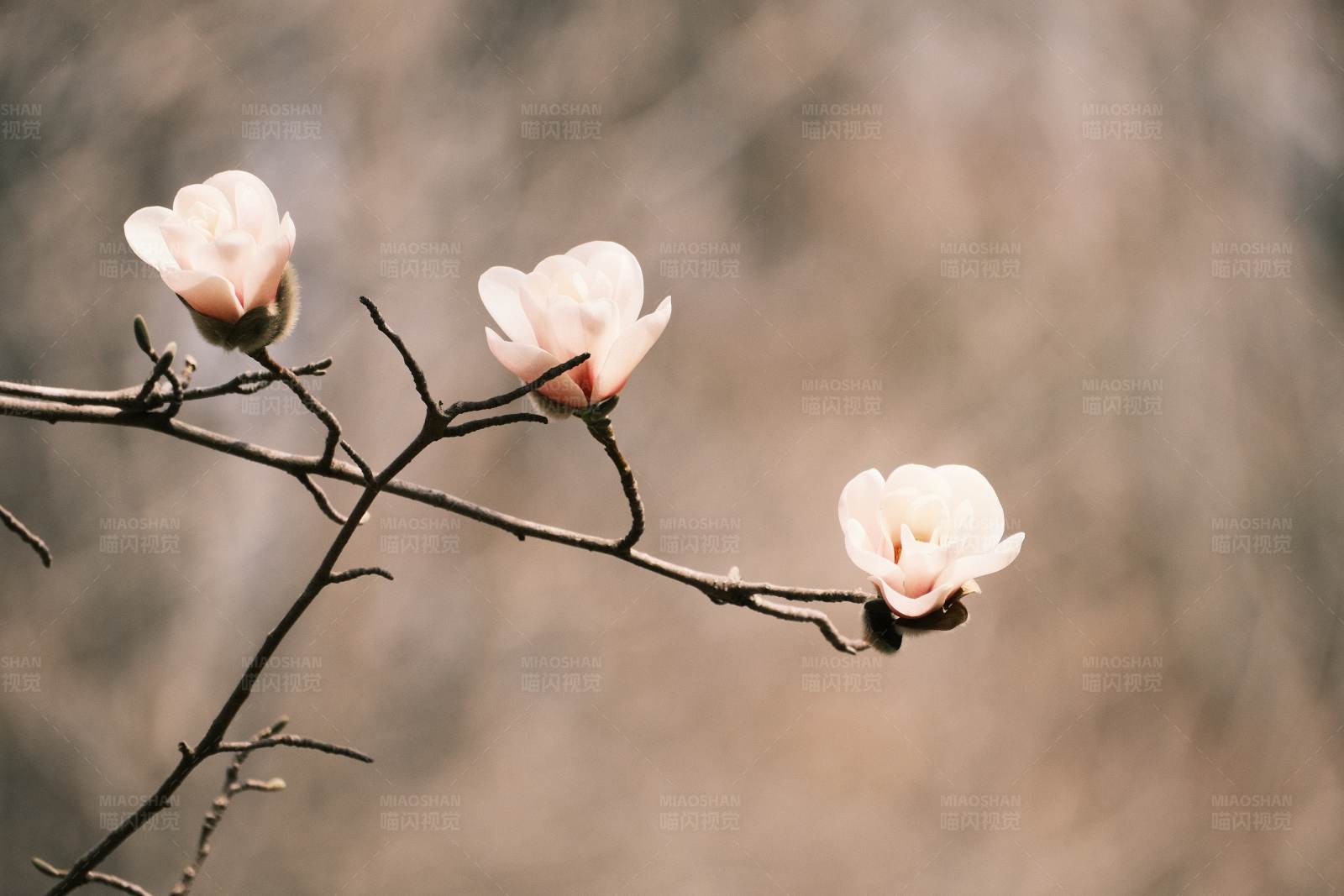 春日白玉兰花开图片