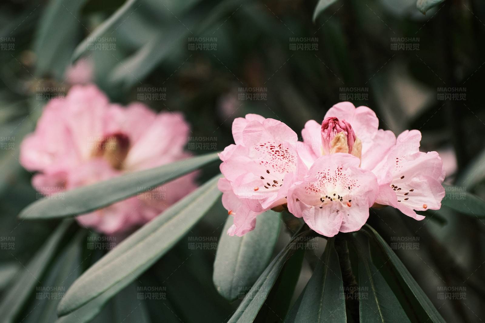 粉色高山杜鹃花图片