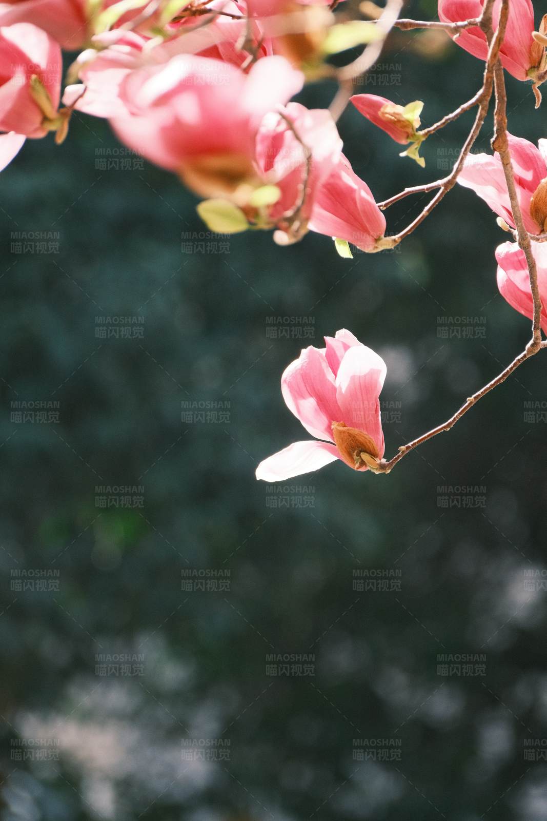 粉色花朵绽放图片