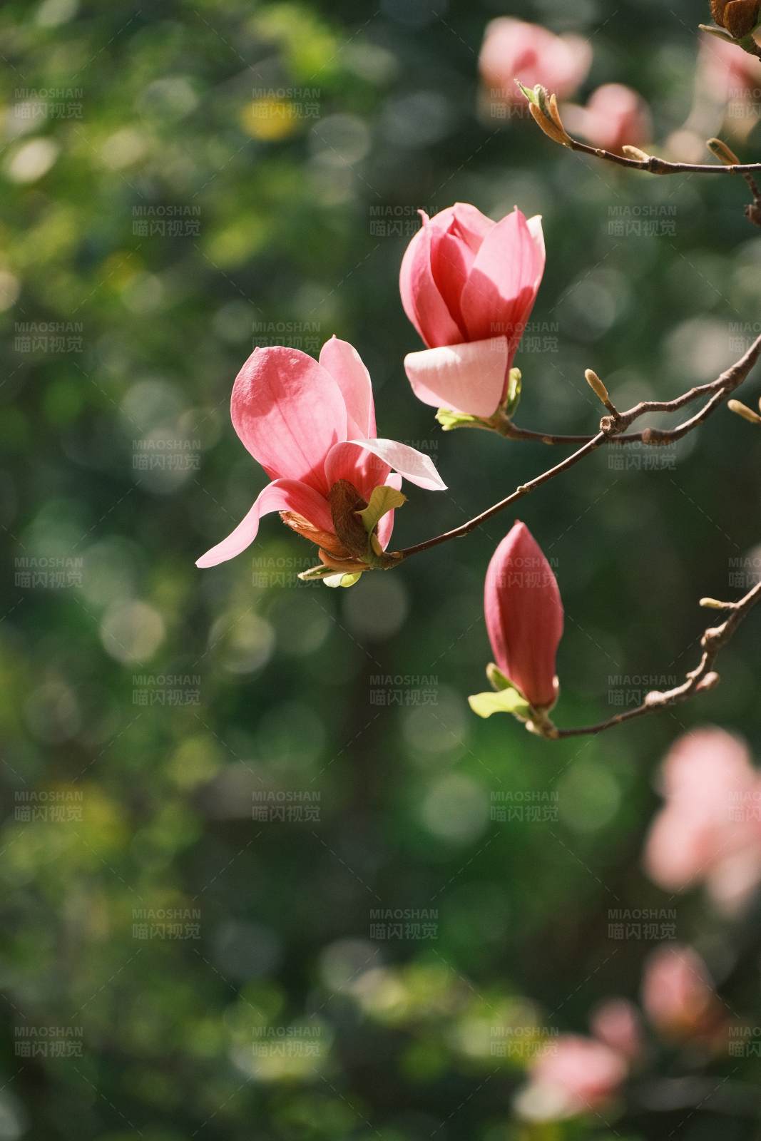 春日玉兰花图片