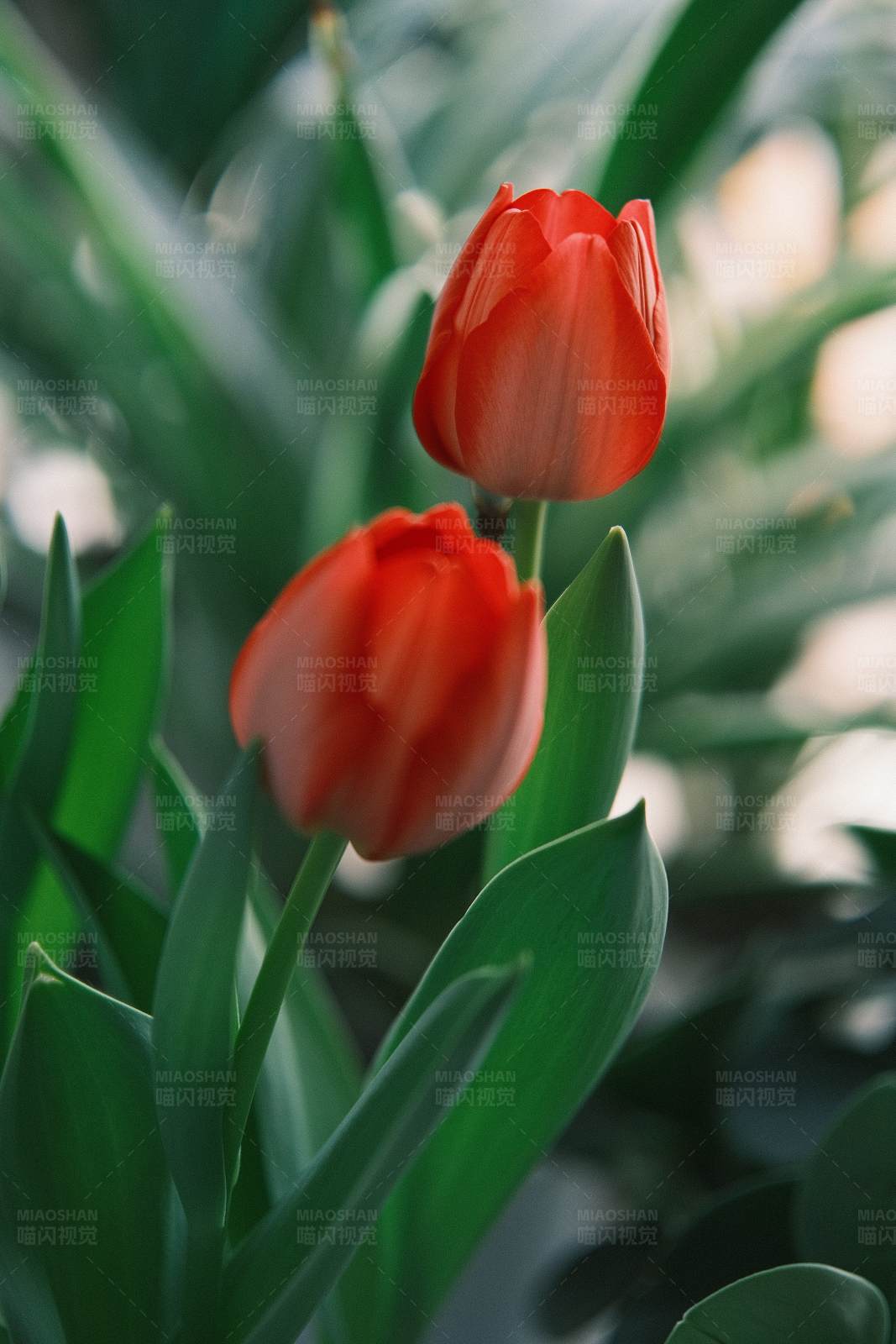 红色郁金香的美丽瞬间图片