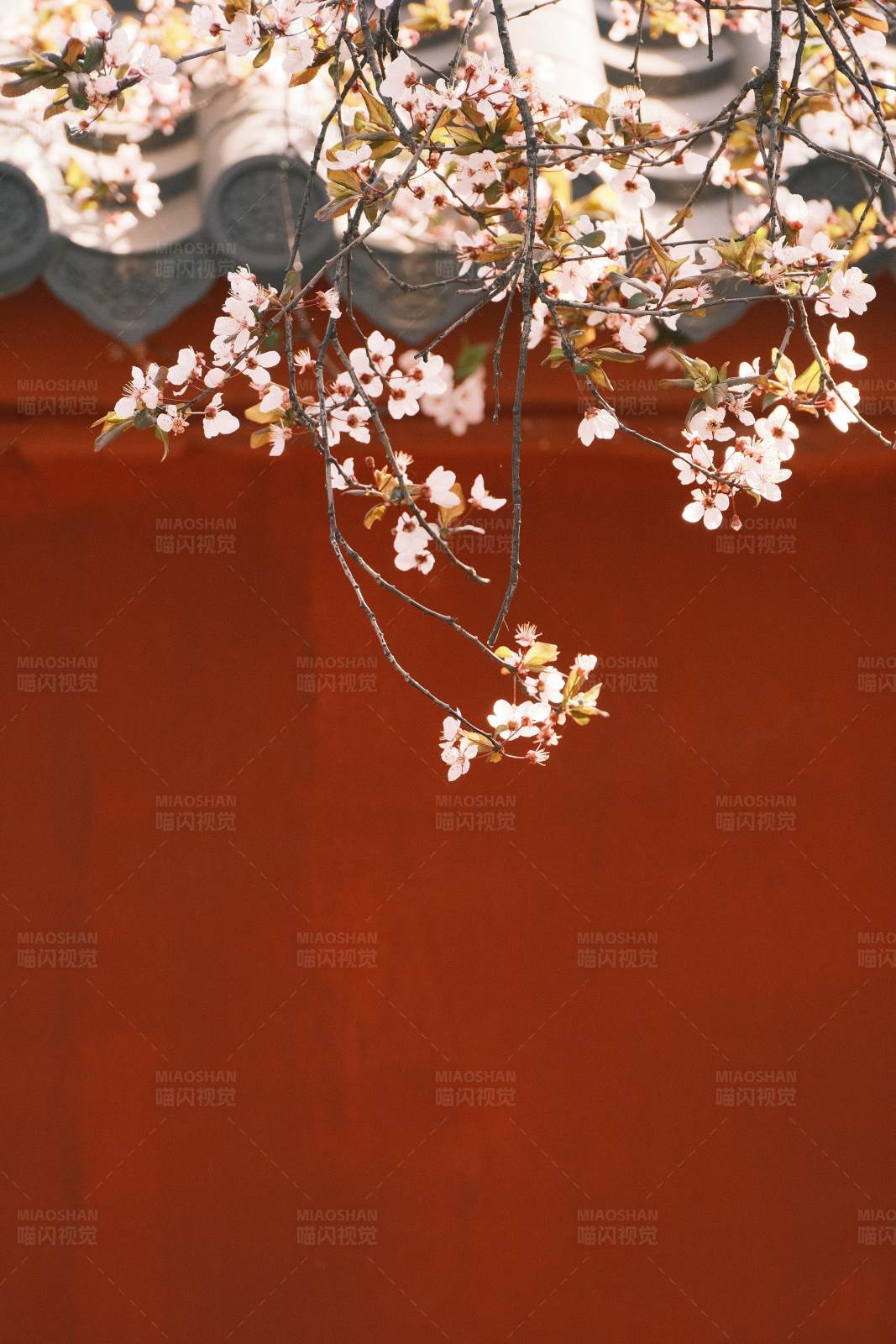 樱花与红墙图片