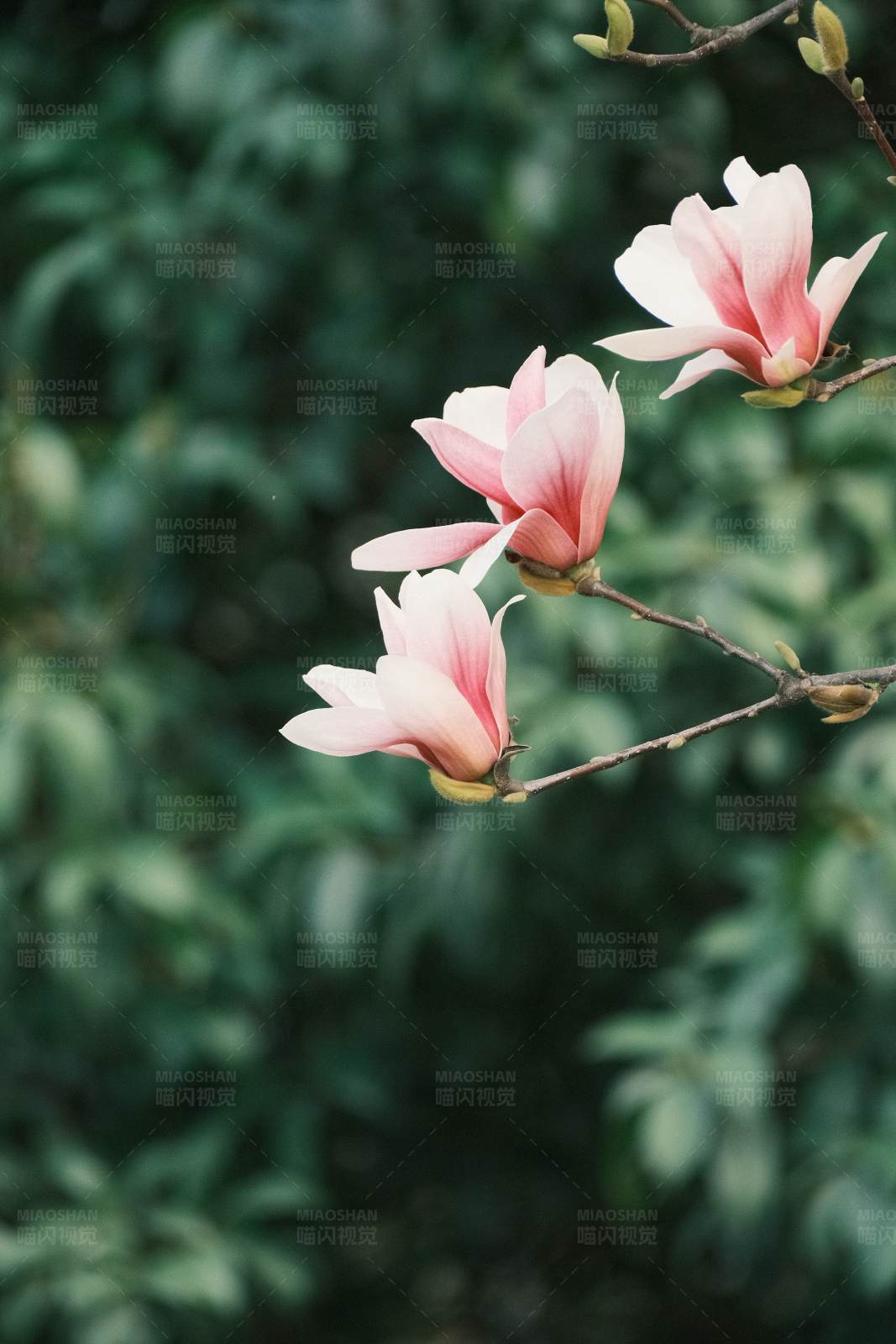 粉色玉兰花图片