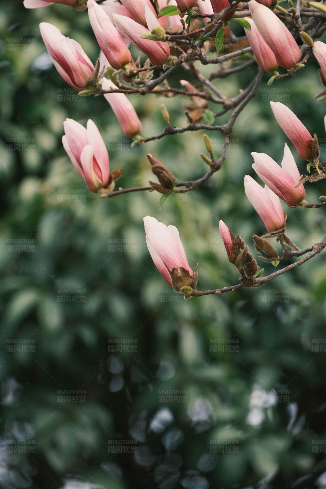 粉色玉兰花蕾绽放图片