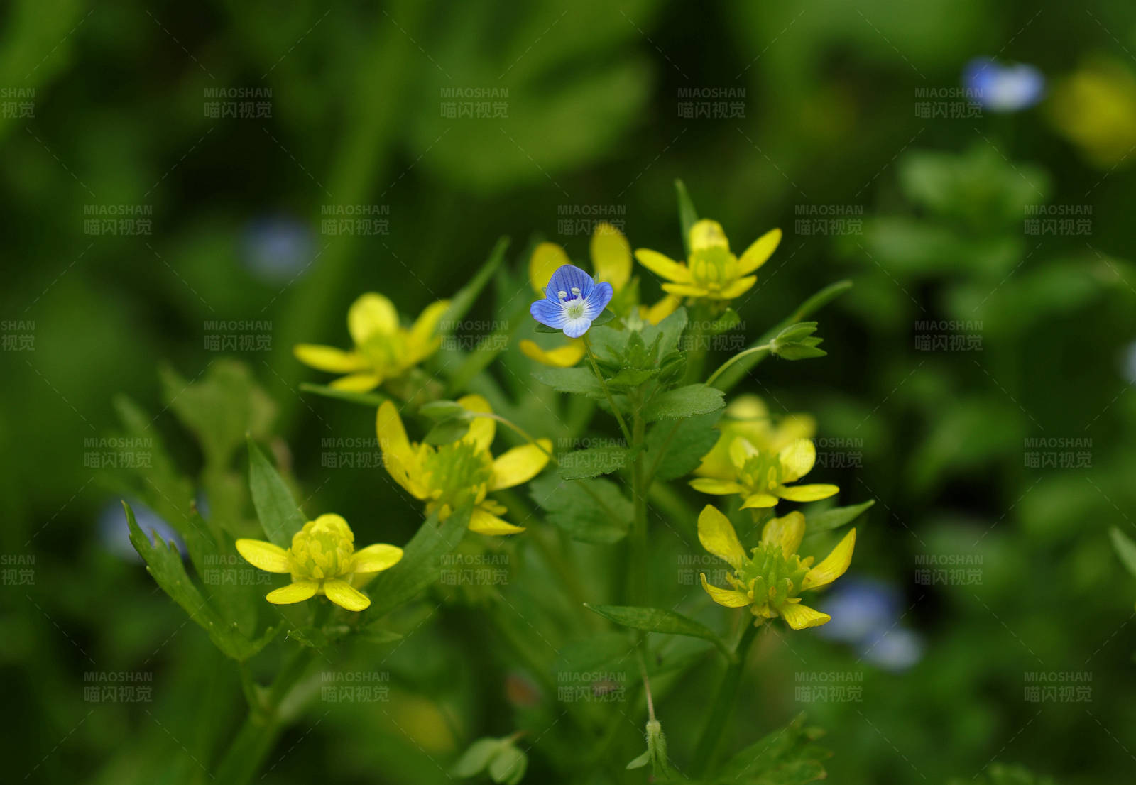 黄花丛中一点蓝图片