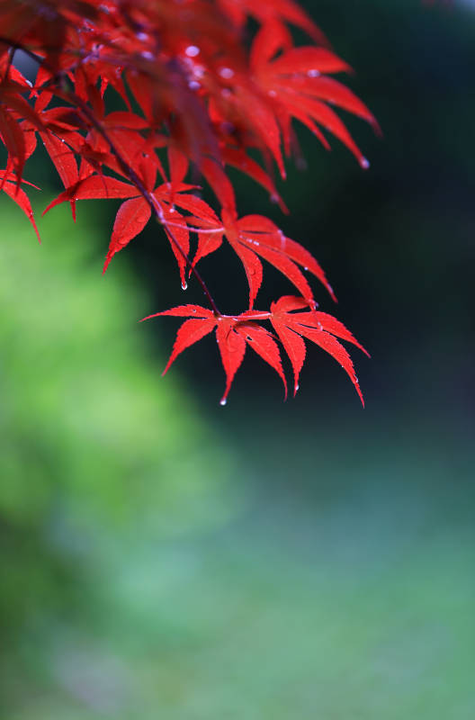 红枫叶上的雨滴图片
