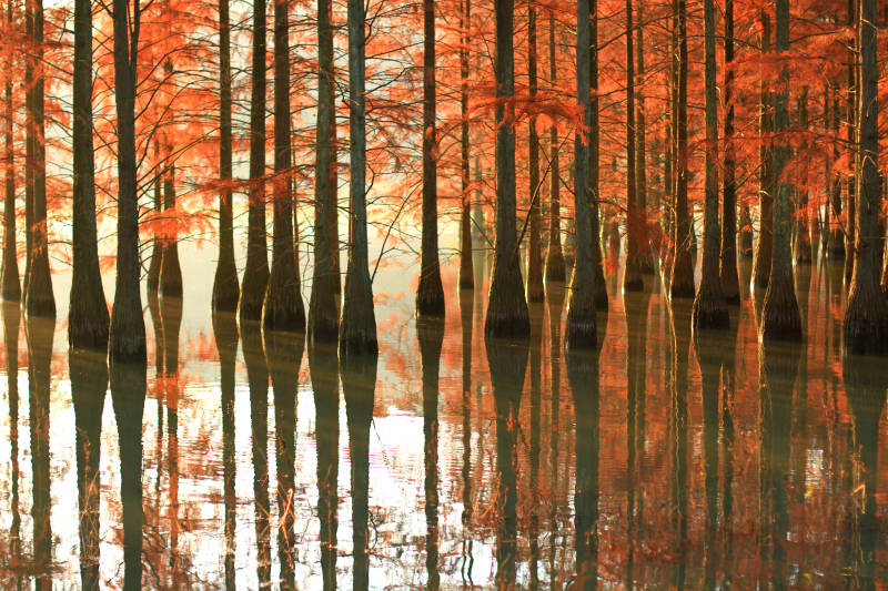 六合竹镇池杉林水中红叶倒影图片