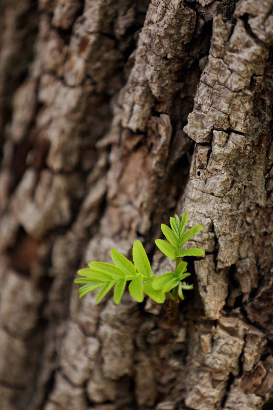 新芽从树干中冒出图片