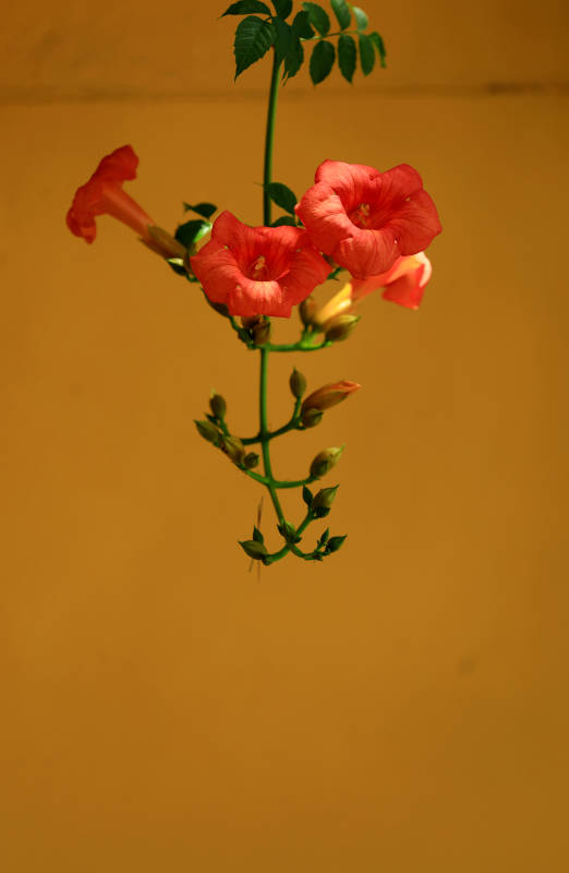 黄色围墙前的凌霄花图片