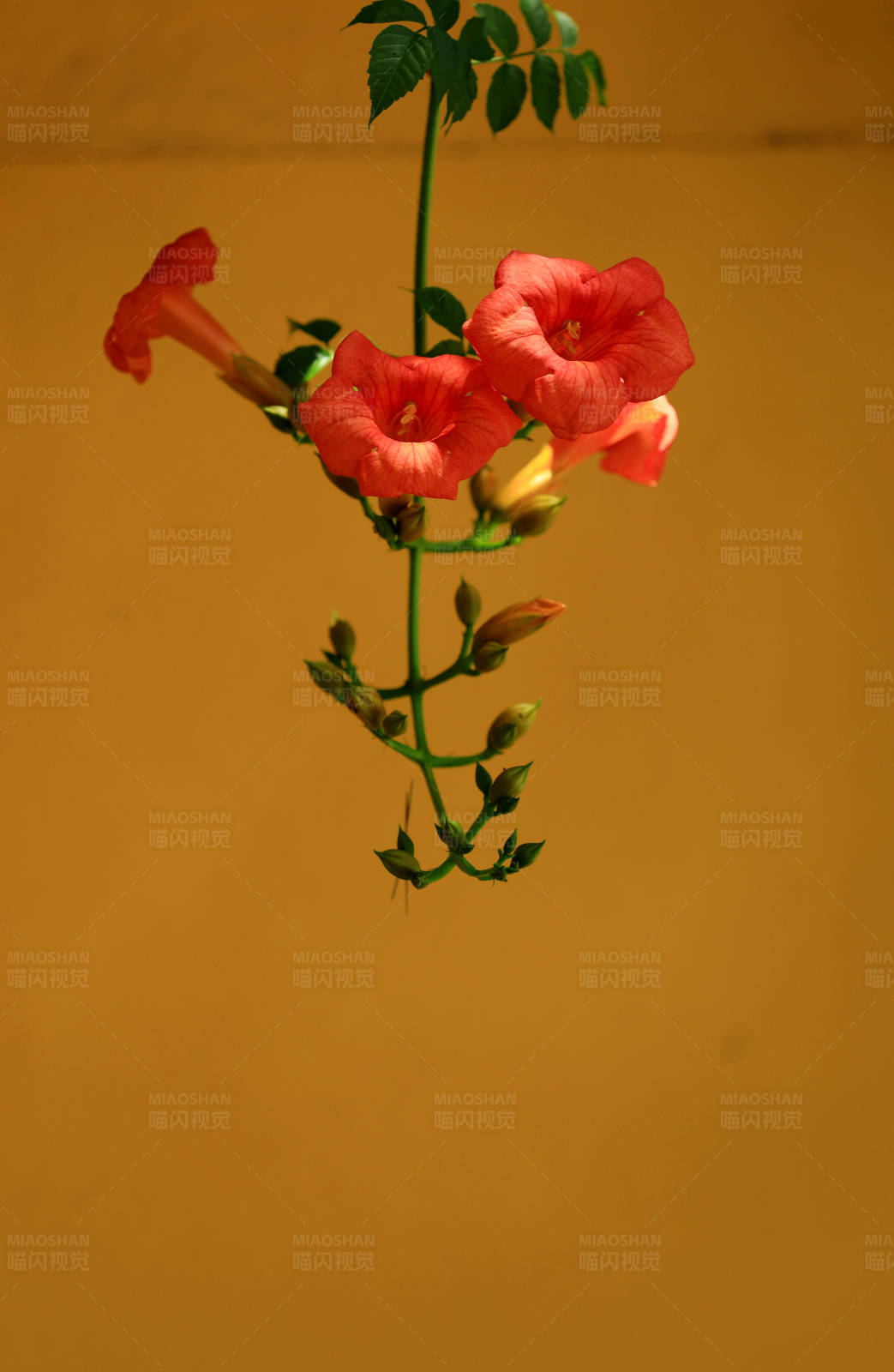 黄色围墙前的凌霄花图片