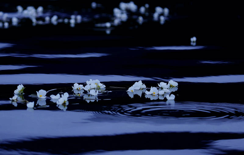 泸沽湖水面的白色杨花图片