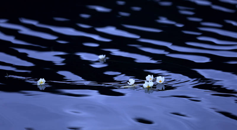 泸沽湖面的水上杨花图片