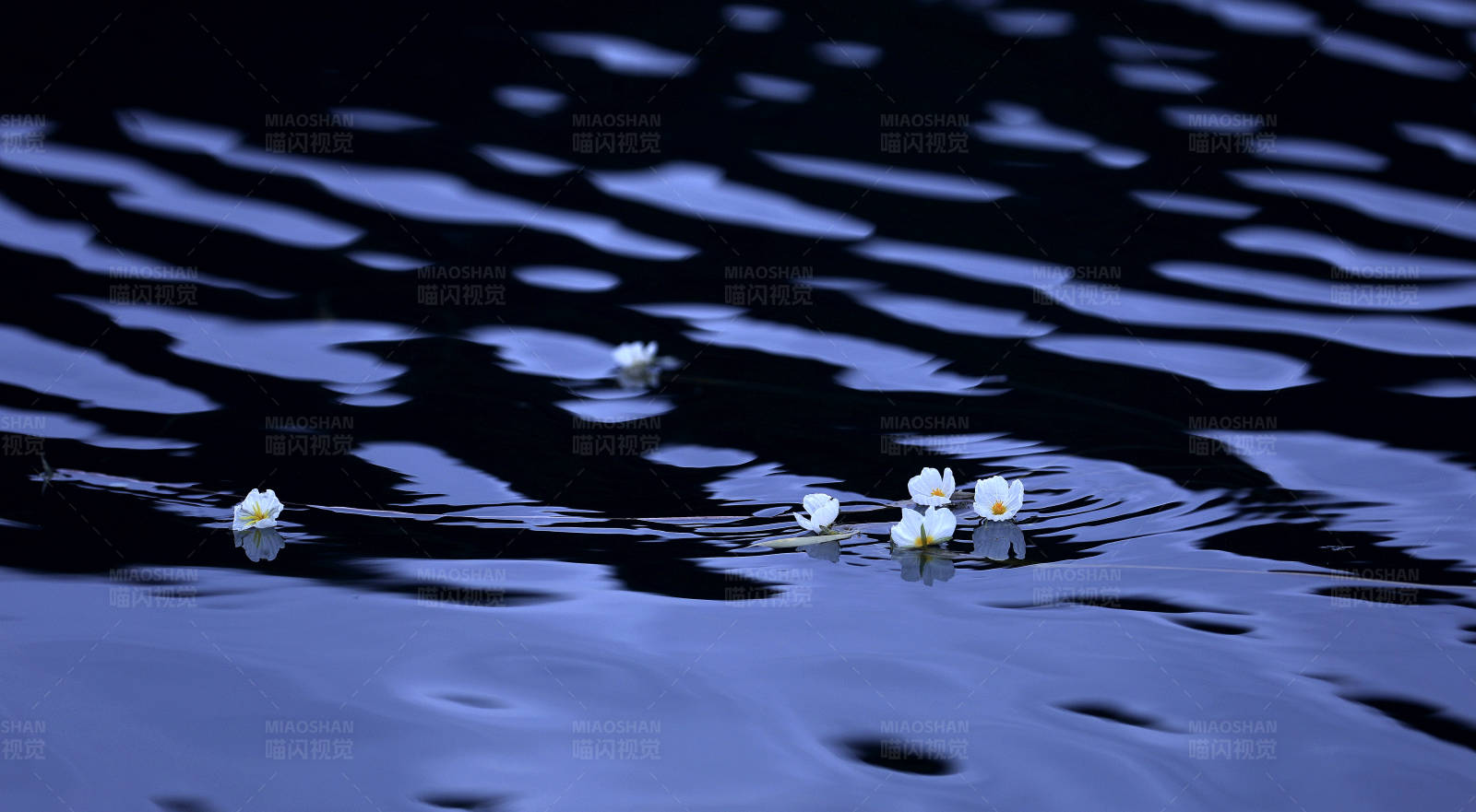 泸沽湖面的水上杨花图片