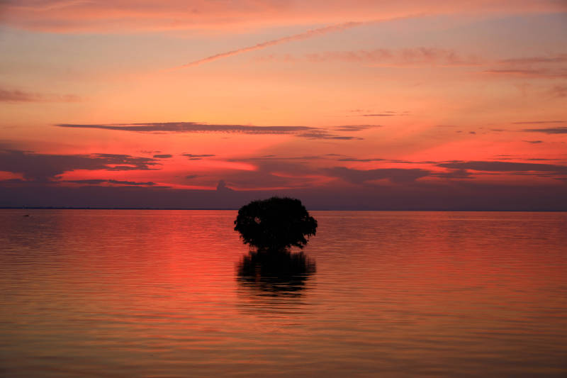 南京石臼湖 霞光中湖面孤独的树图片