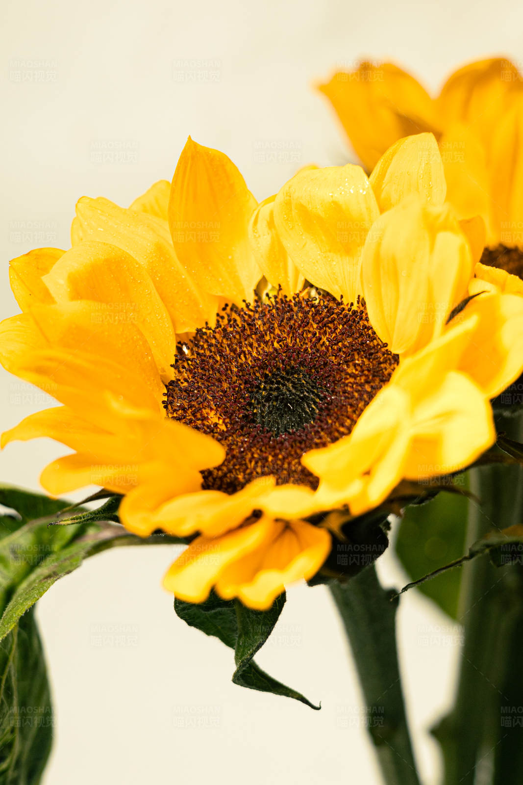 向日葵的美丽瞬间图片