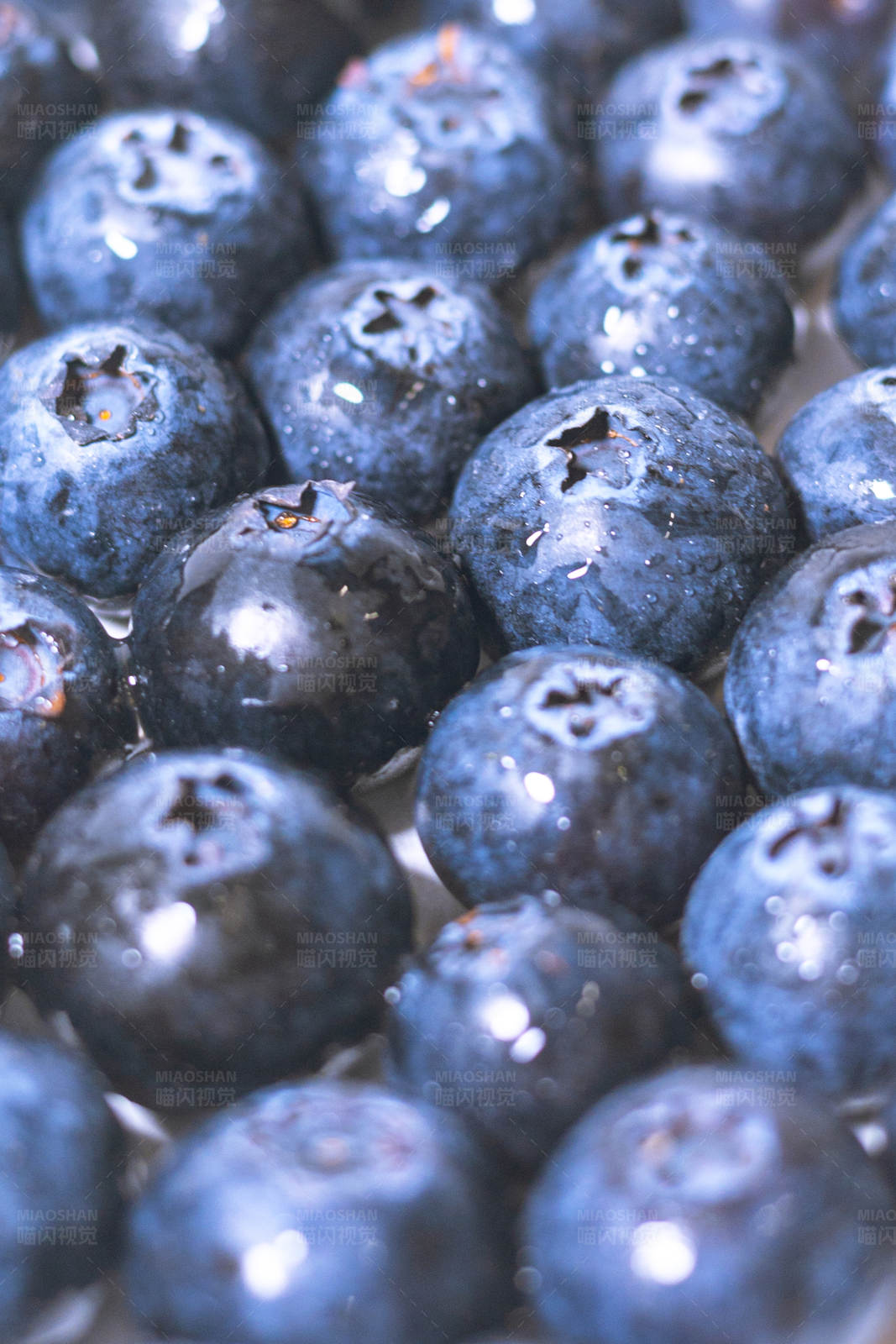 新鲜蓝莓特写图片