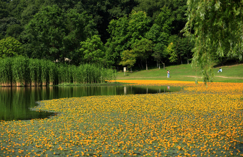 南京琵琶湖荇菜花海图片