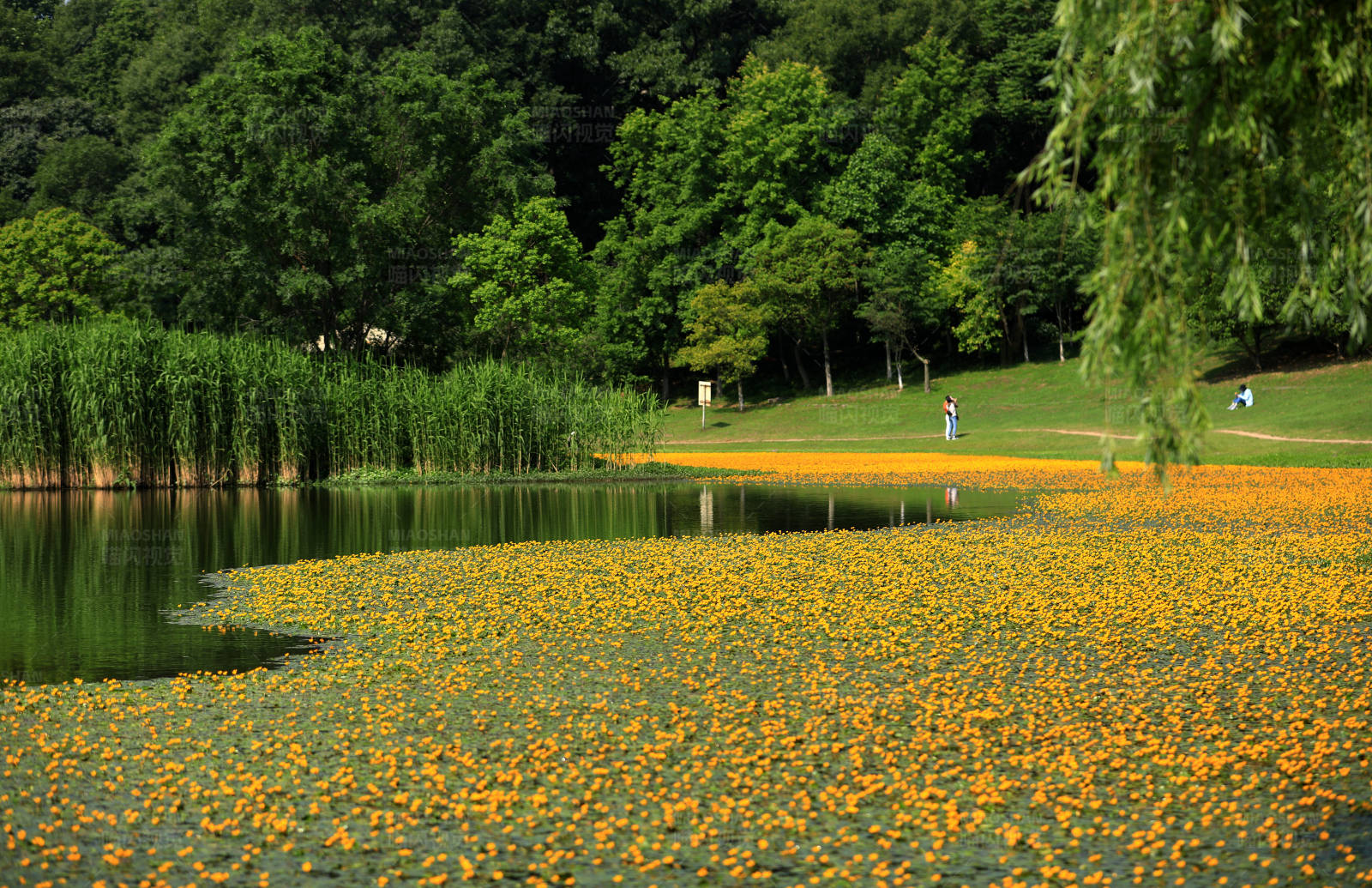 南京琵琶湖荇菜花海图片