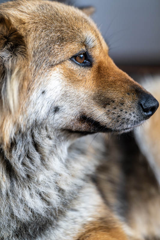 忠诚守望的犬图片