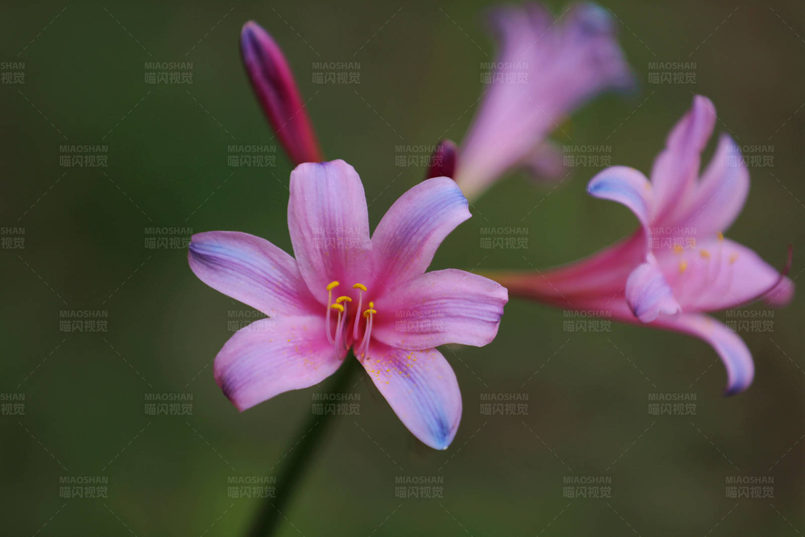 粉色花朵的特写镜头图片