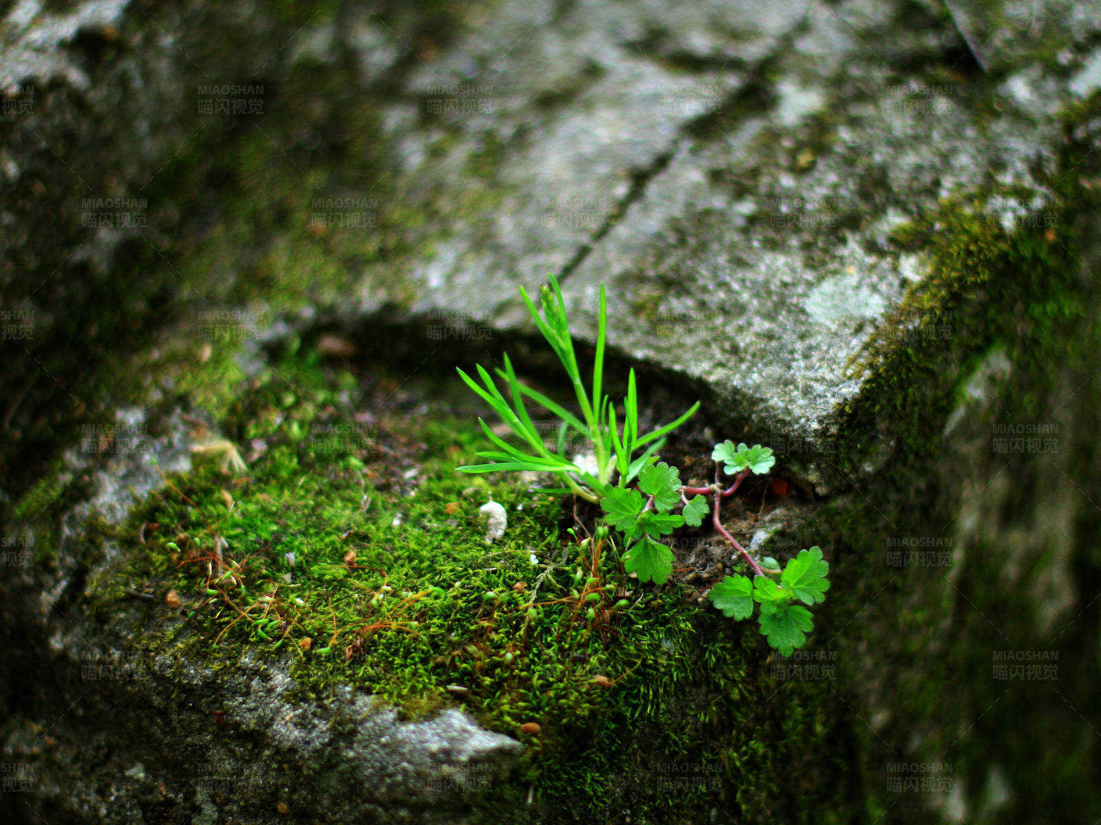 石缝中的生命图片