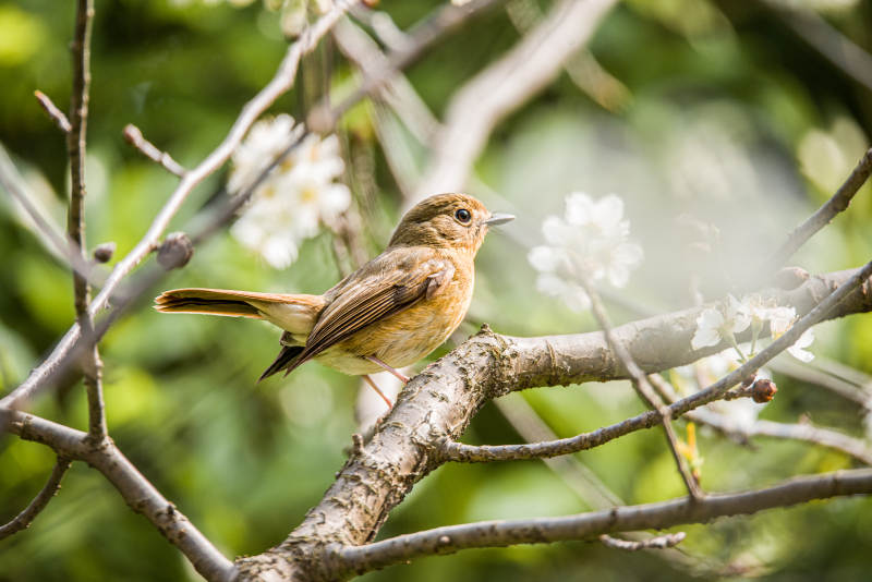 山蓝仙鹟栖息在花枝上图片
